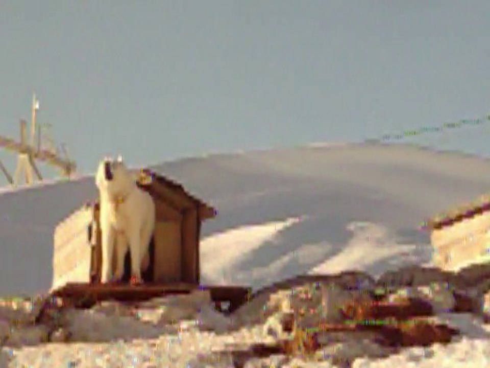 der mit den Huskies heult