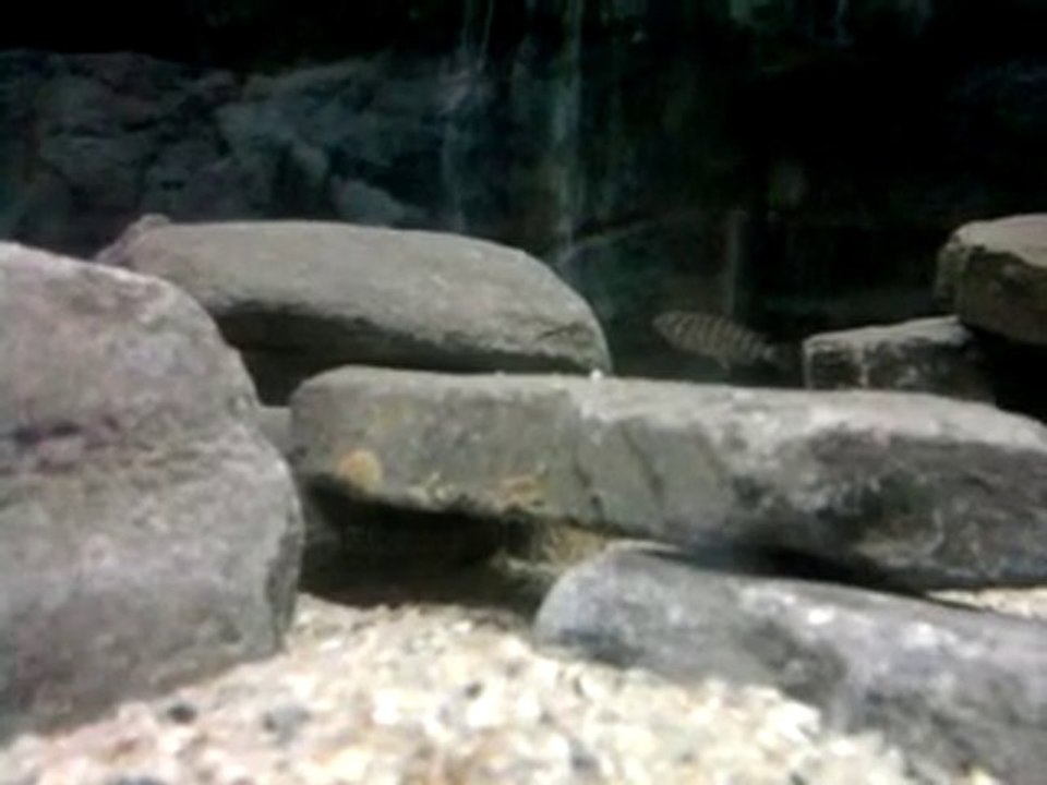 Video0076