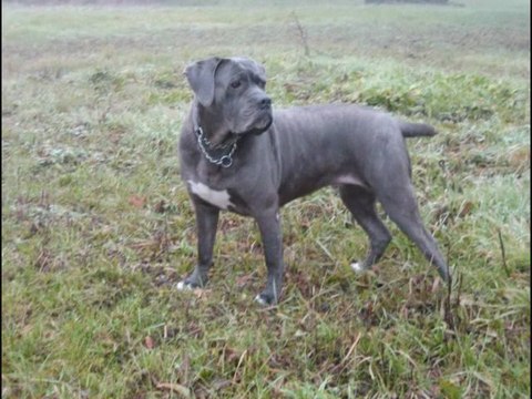THE FOG cane corso and neapolitan mastiff