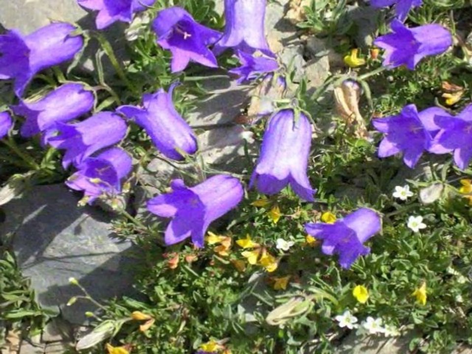 Trekking Italia Queyras luglio 2010