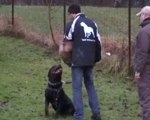 DARKO VOM HELLIMER HOF