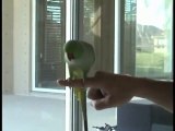 Parrot playing Golf..! Fun with golf..! - 4moles.com
