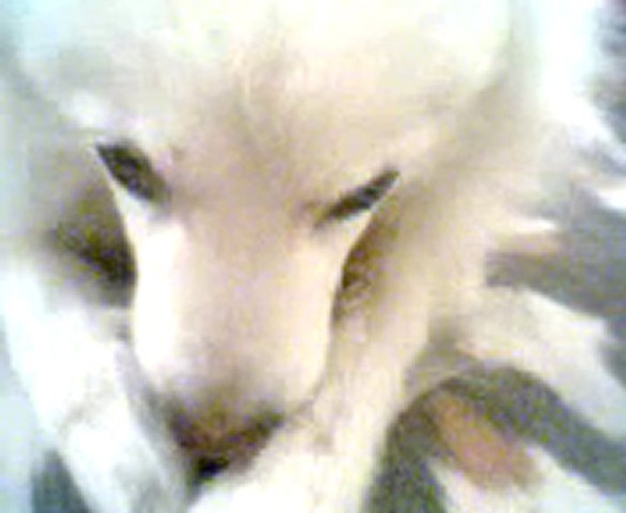 Video0063