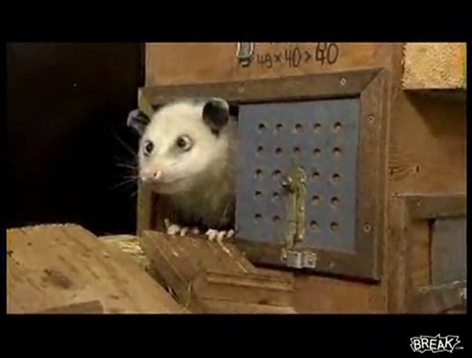 Heidi l'opossum strabico