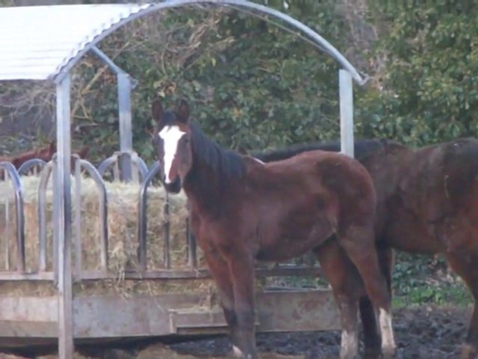 amadeus