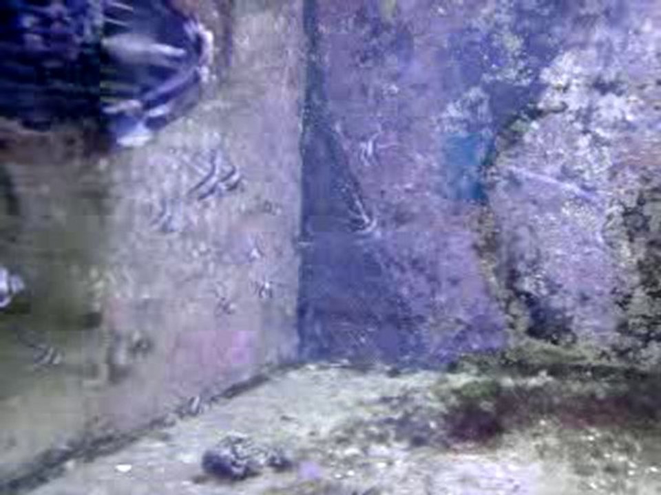 Vidéo0021