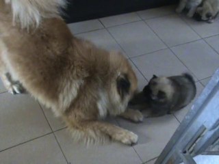 Jeux avec tata Dahyan