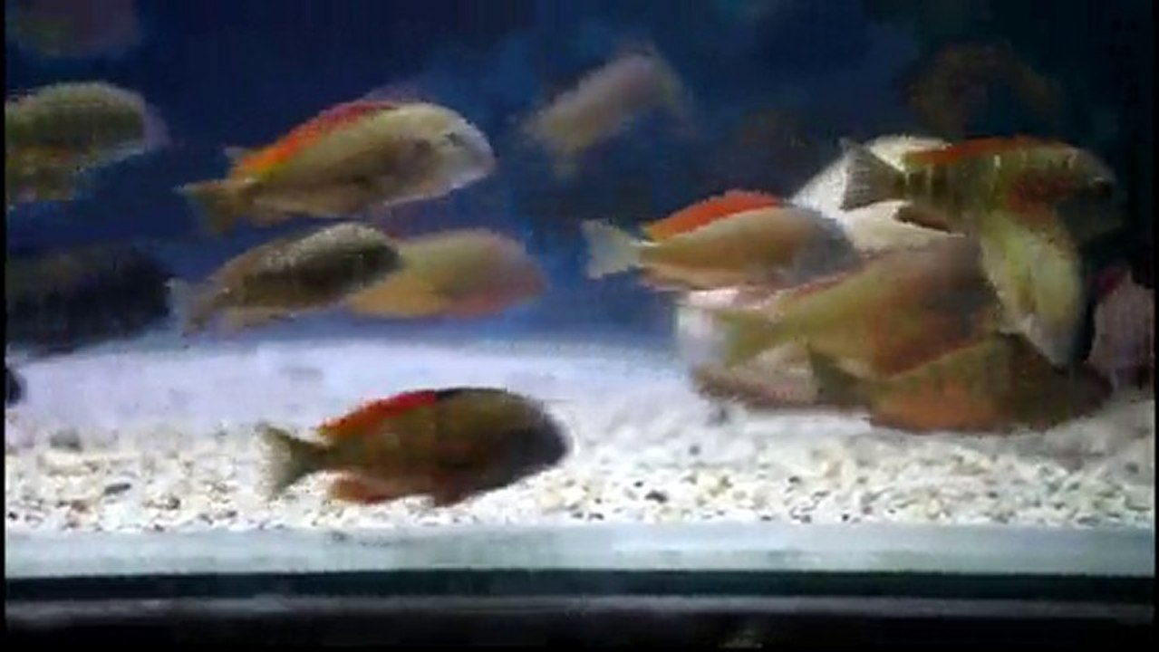 F0 TROPHEUS MOORİ İLANGİ