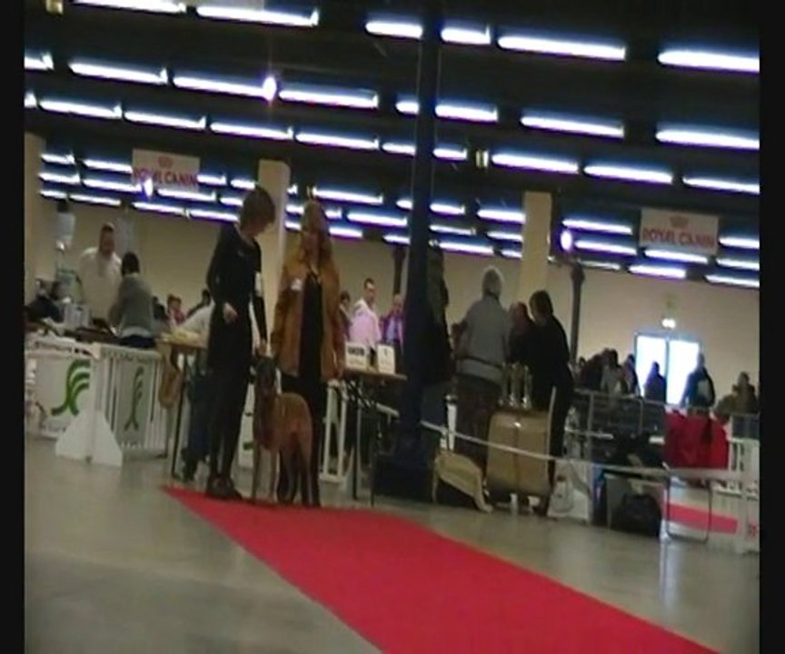 Carrément o dog show