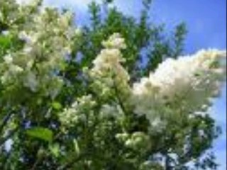 ULICA JORGOVANA -DARKO DOMIJAN