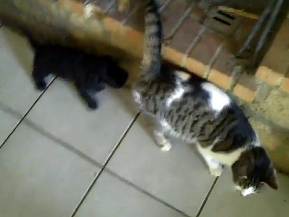 CLIP0050 Avec le chats