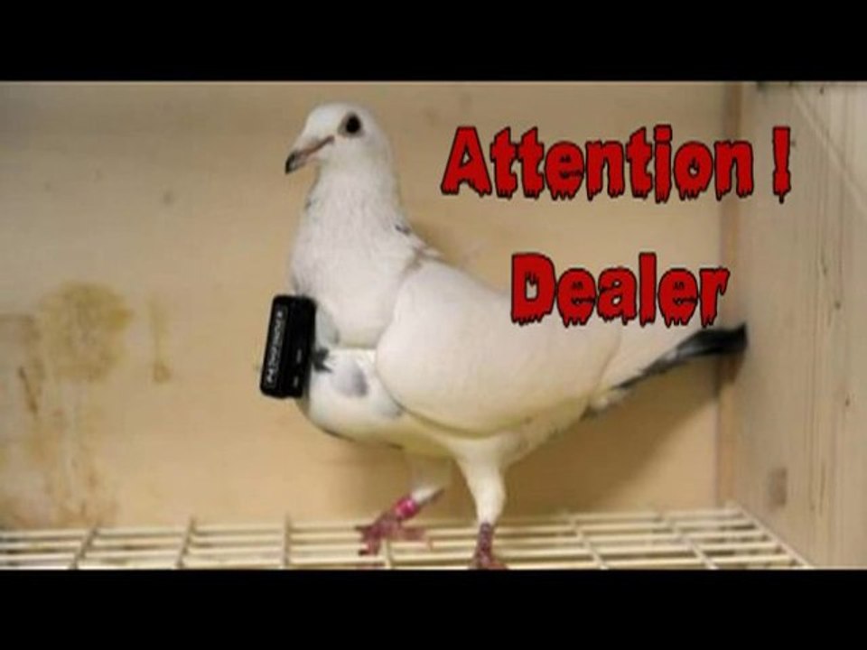 Le pigeon dealer