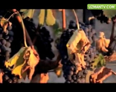 turkishlight.org Rakı nasıl yapılır