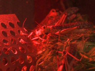 Remplacer la viande... par des insectes