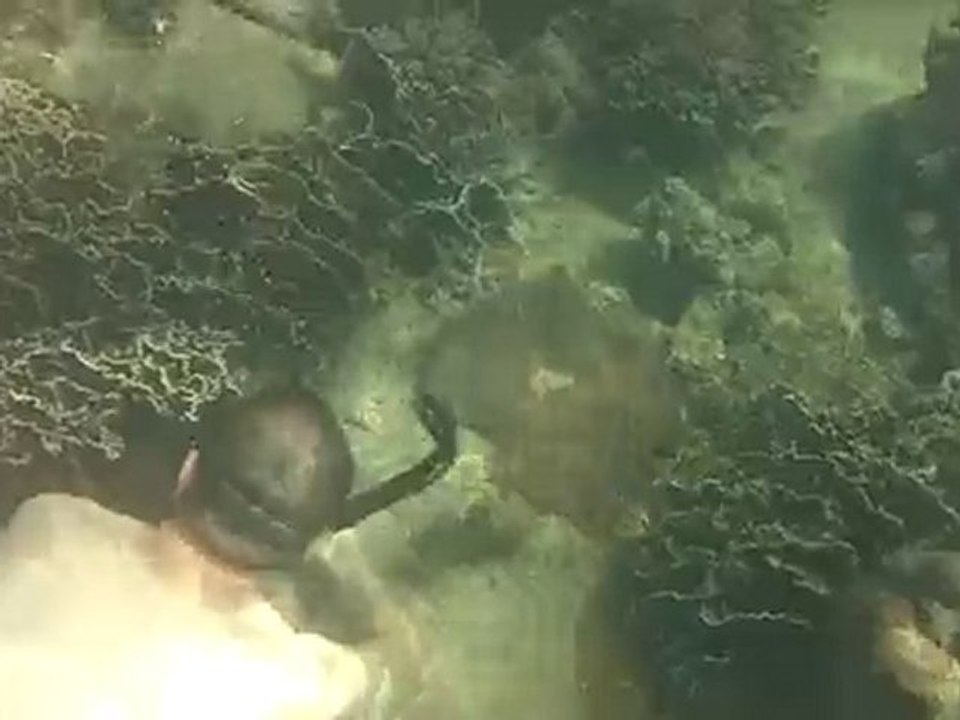 Snorkelling à Koh Tao