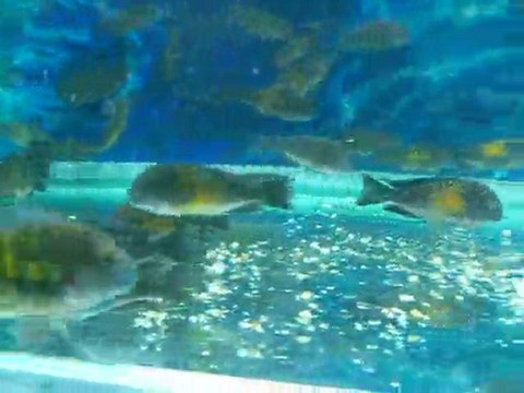 F0 TROPHEUS MOORİ KASAKALAWE