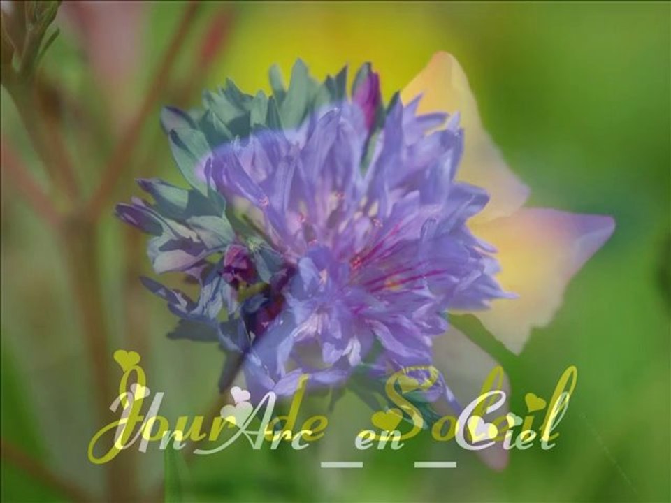 LE PRINTEMPS &  A L' IMAGE DU TEMPS..