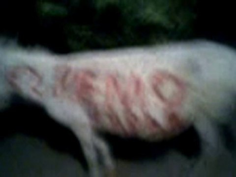 NİHAT GÖKALP Ş.DAVUT BAYDU RAMAZAN KAPAR AZİZE , ADİL AKTAŞ