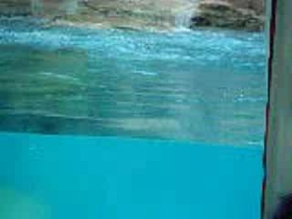Baignade d'ours