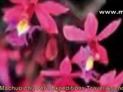 All Cusco Peru Machu picchu travel