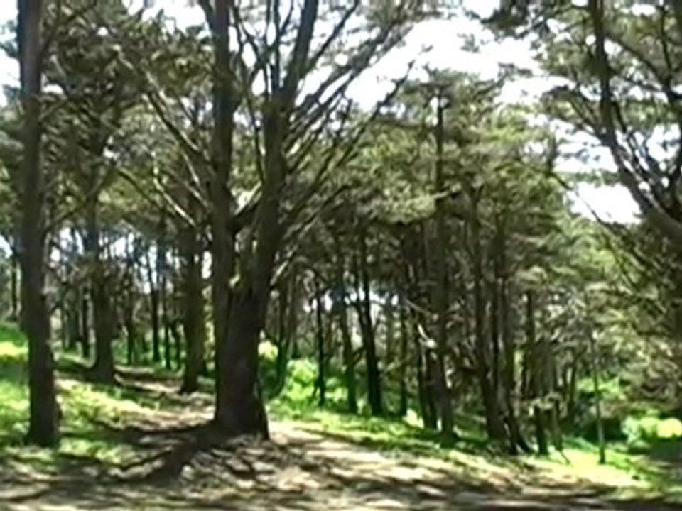 San Francisco - Sea Cliff - Neighborhood Video