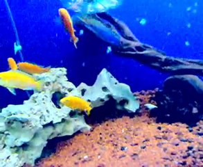 Haykoliq'den  Lekesiz Sarı prenses show