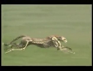 Jaguar çita jaguar cheetah belgesel www.kemikderesi.com