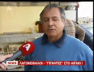 pagritianews.gr- Λαγοκέφαλοι - γίγαντες