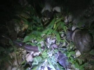 VERS !!! escargots !!