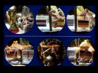 World Cup oracle octopus gets memorial