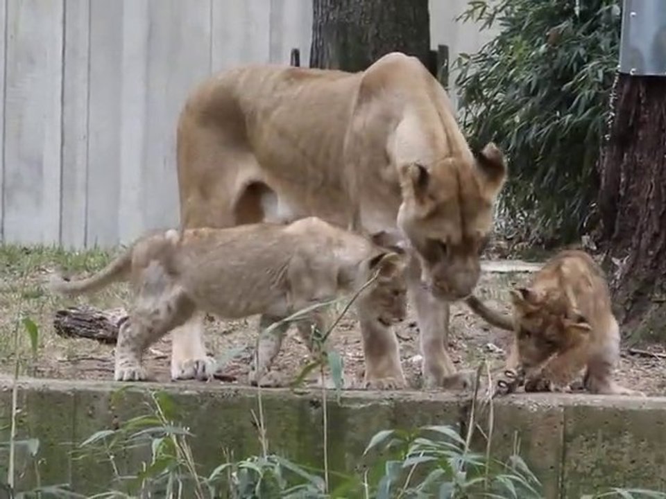 Just a normal day in the lion yard... until... SPASH