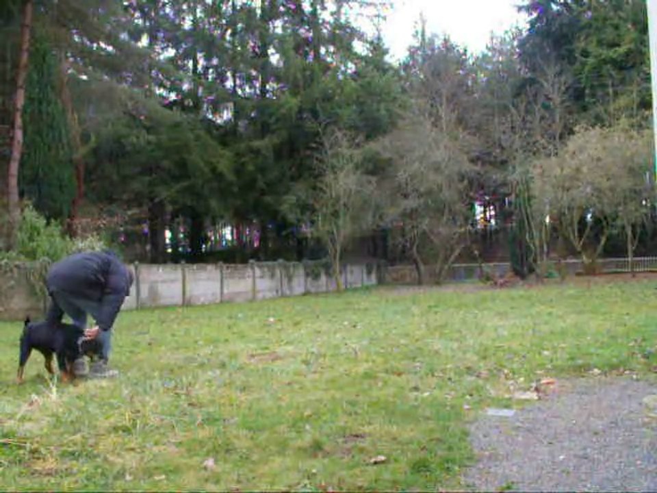 rottweiler 6 mois "obeissance 3 F'GAÏA"