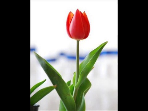 Yarab bu kadar eyledik isyan sana amma Semazen Onbir