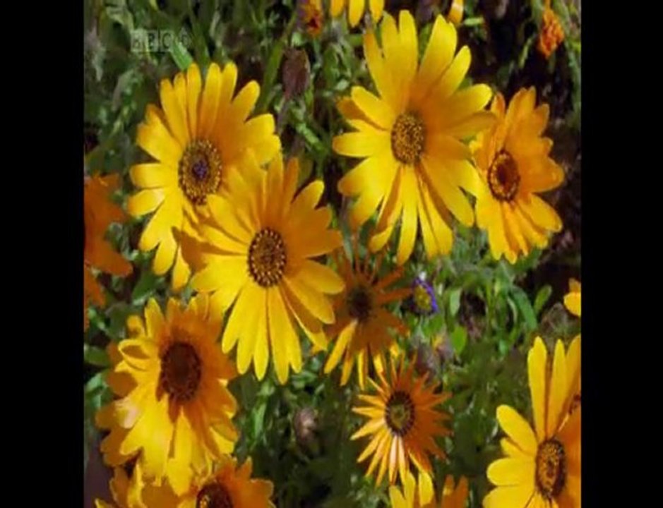 HÜZNÜN MESNEVİSİ- İBRAHİM PAŞALI YORUMU İLE