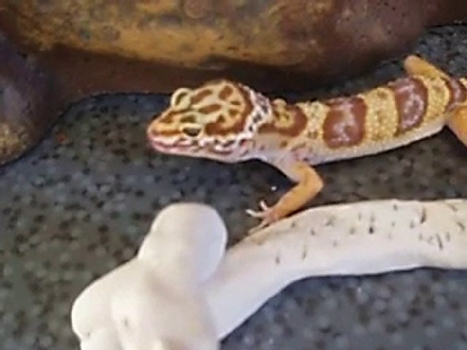 gecko en pleine action !!! =) lol