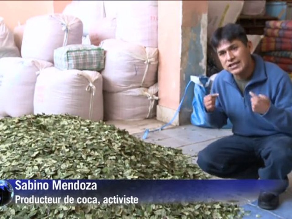 Les Boliviens veulent légaliser leur coca
