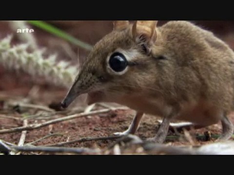 Life - L'aventure De La Vie - Les Mammifères 7