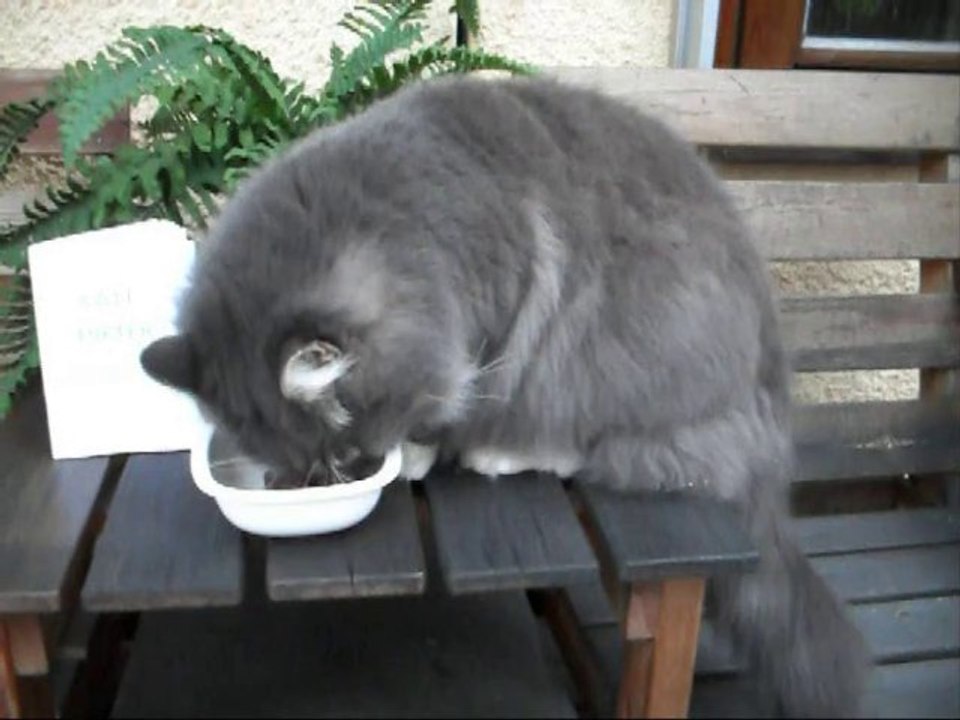 Film på Revis och Diktboken  21 Jan - 11. Med kattsång.