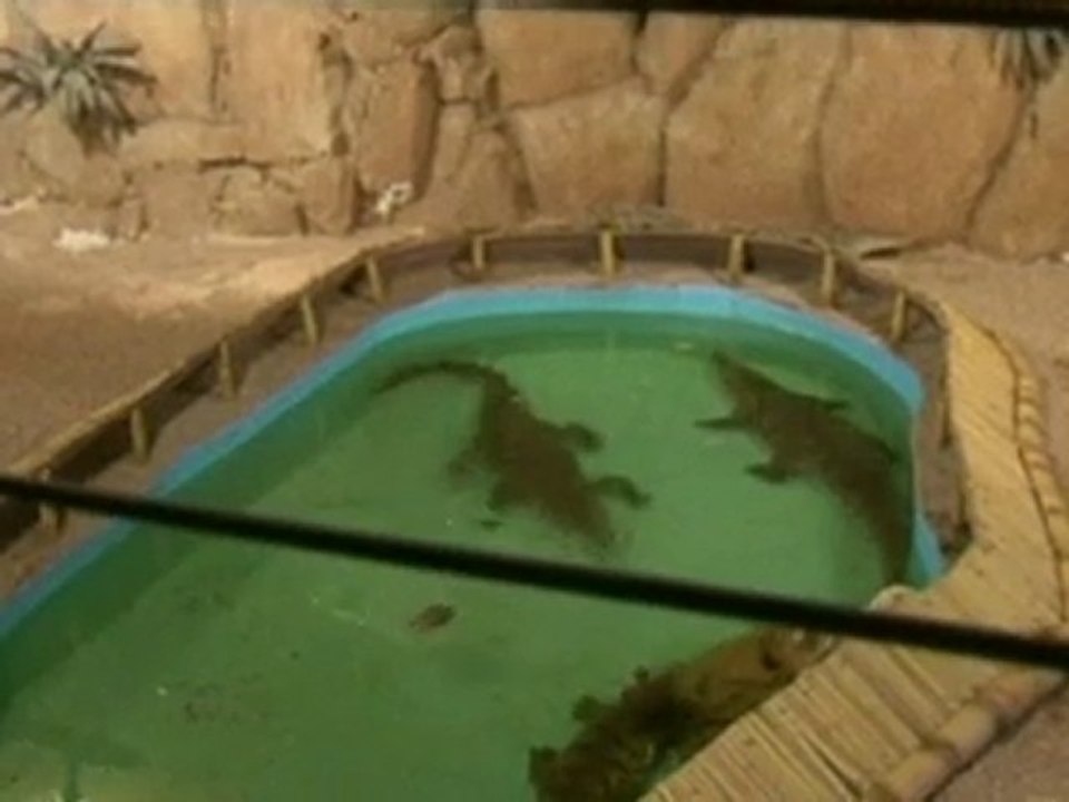 Crocodile's mobile phone meal causes concern