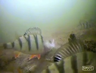 Deniz ve Balık Sevdalıları