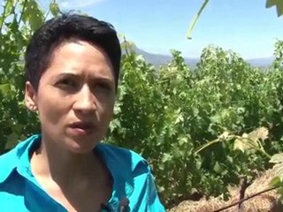 wine and women south africa