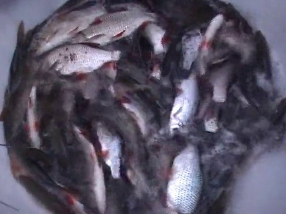brochet montignynois