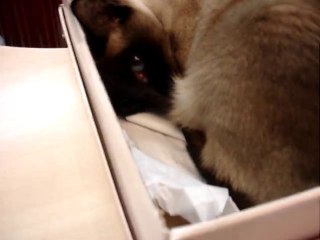 LE CHAT CHOISI LA BOITE