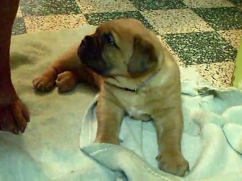 Les BBS de L'Exigence a 37 jours