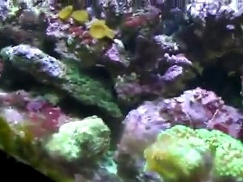 Reef tank Trick to feed the corals.