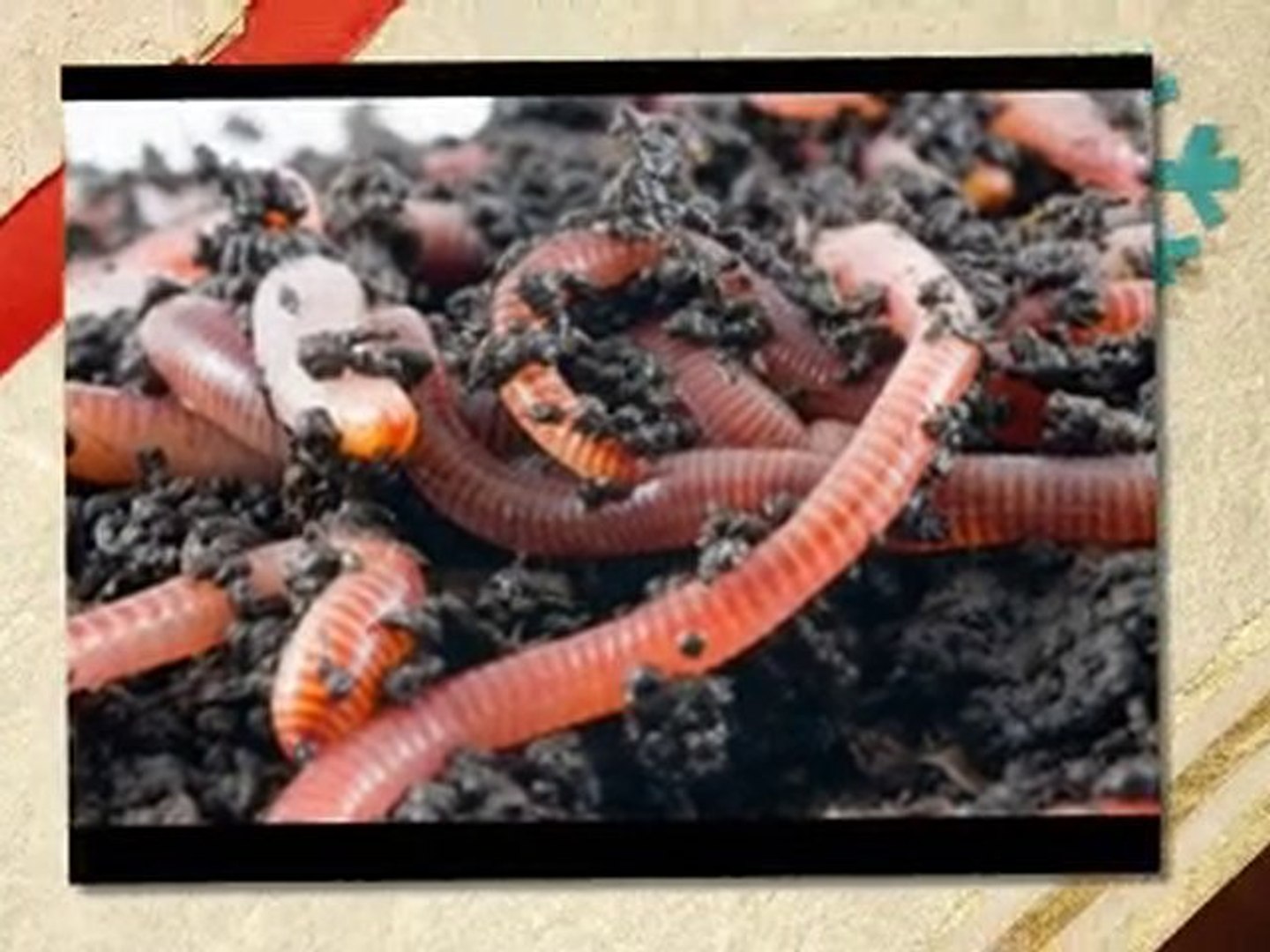 Gardening, Instructions on Worm Composting: Worm Bed