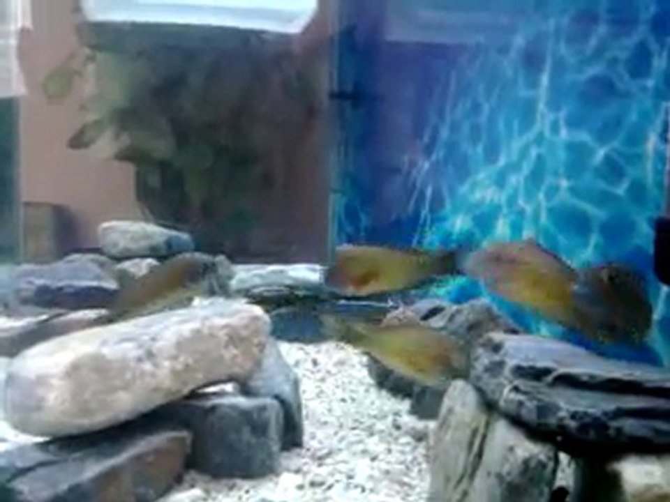 Video0081
