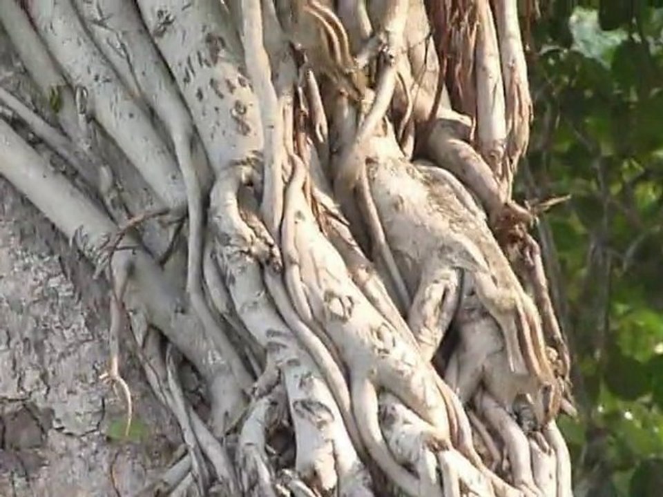 Inde 2010 - Amritsar - Ecureuils à Jallianwala Bagh