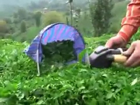 Maks Çay Toplama Makinesi