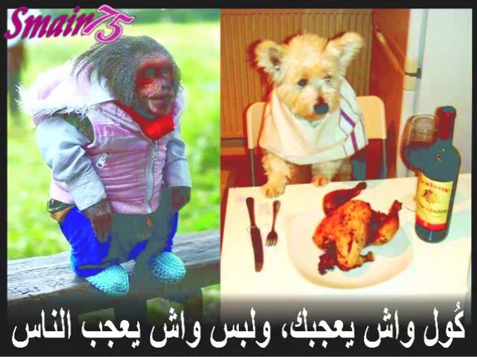 ALGÉRIE - ENTRE L'HUMOUR ET LE SARCASME